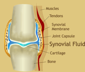 Joint Diagram